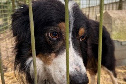 Discovery alert Dog  Male Sougères-en-Puisaye France