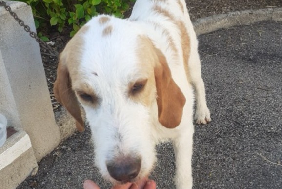 Alerte Disparition Chien croisement  Mâle , 1 ans Champlay France