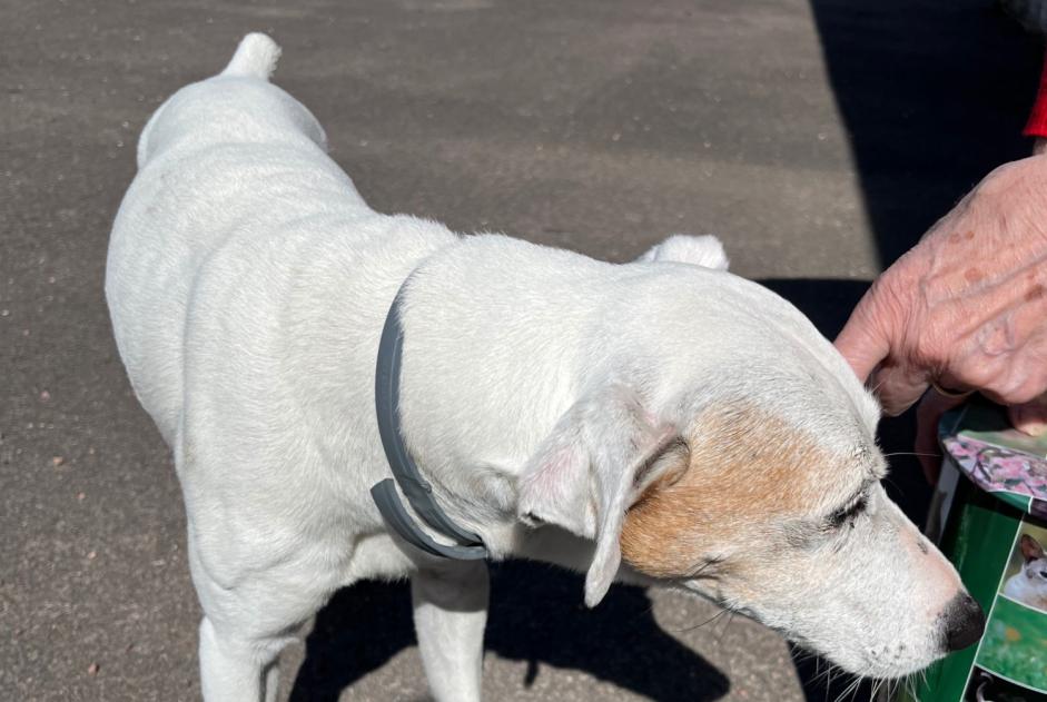 Alerte Découverte Chien Mâle Chevannes France